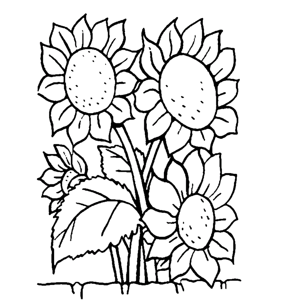 Plansa de colorat cu Floarea Soarelui 8 31